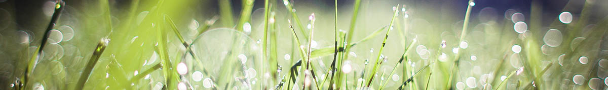 grass_line